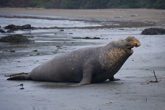 Bull Elephant seal
