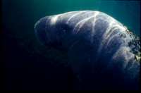 Manatee
