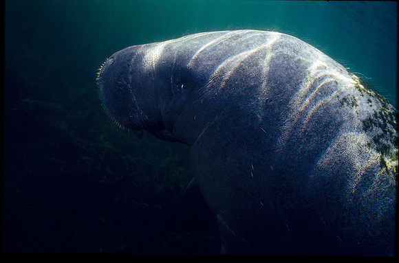 Manatee