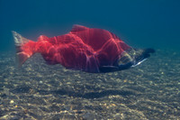 Sockeye Salmon