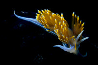 Nudibranch (Sea Slug)