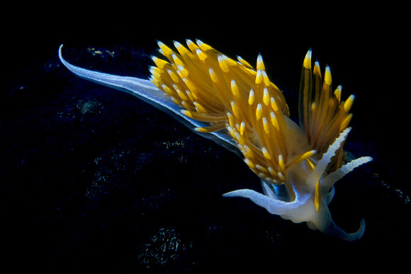 Nudibranch (Sea Slug)