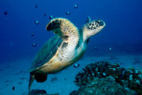 Sea Turtle