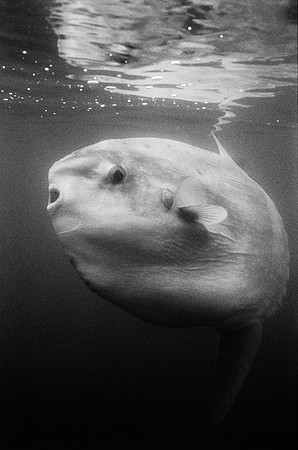Mola mola (ocean sunfish)