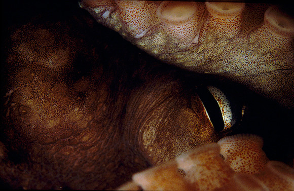Octopus Eye