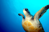 Sea Turtle