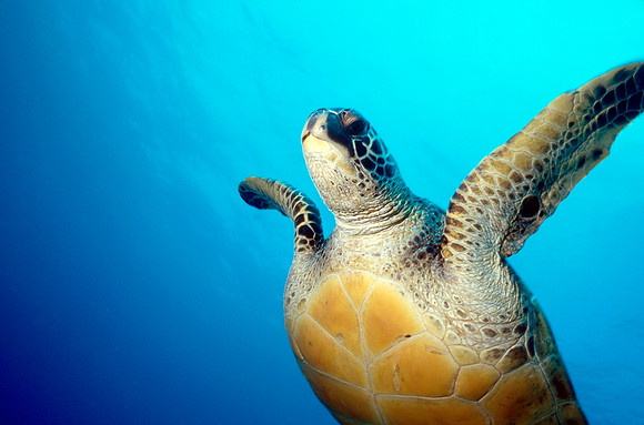 Sea Turtle