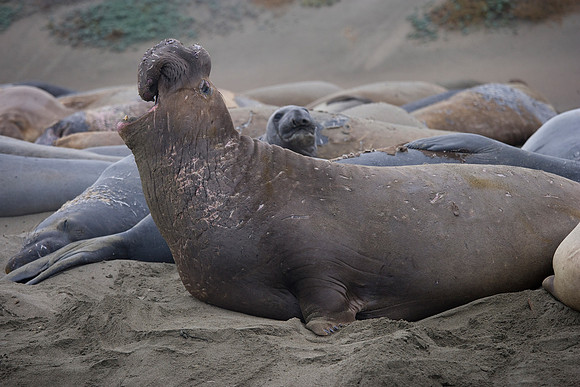 Bull Elephant Seal