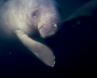 Manatee