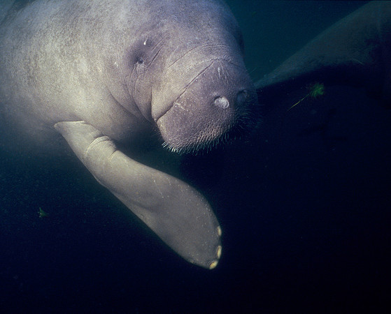 Manatee