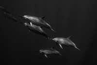 Spinner Dolphins