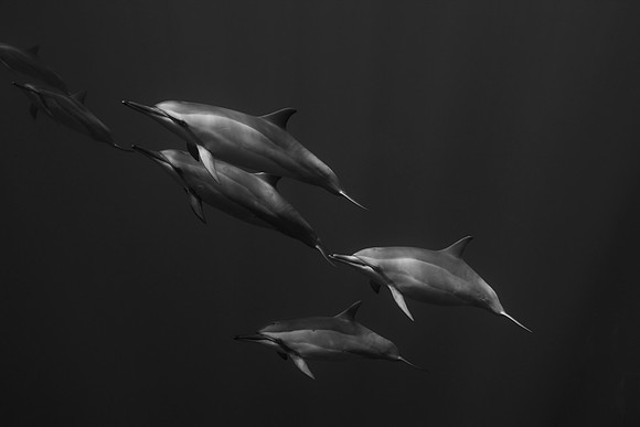 Spinner Dolphins