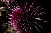 Urchin