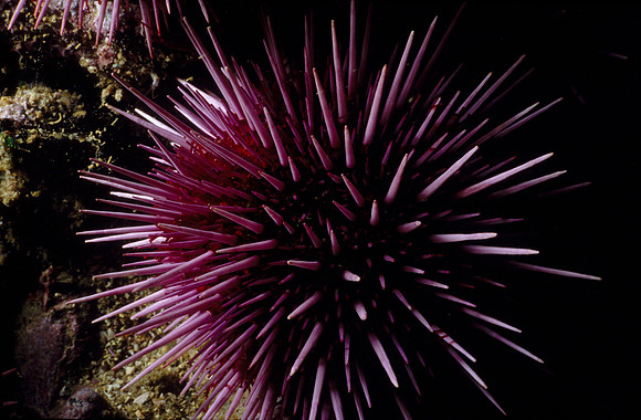Urchin