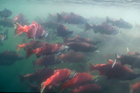 Sockeye Salmon