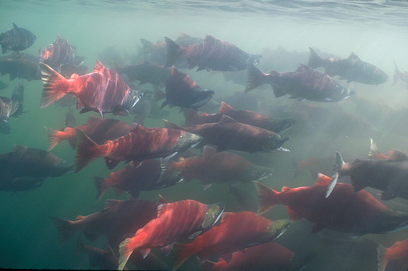 Sockeye Salmon