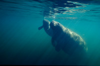 Manatee and Calf