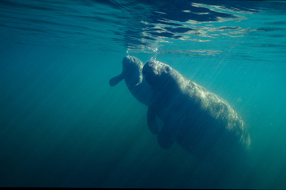 Manatee and Calf