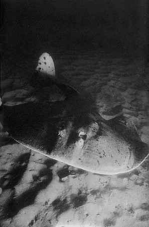 Torpedo Ray (Electric ray)