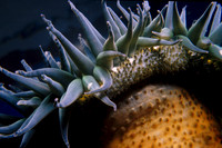 Anemone