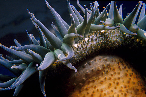 Anemone