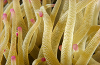 Pink Tip Anemone