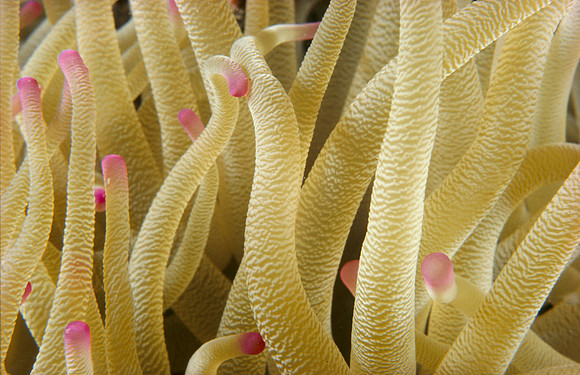 Pink Tip Anemone