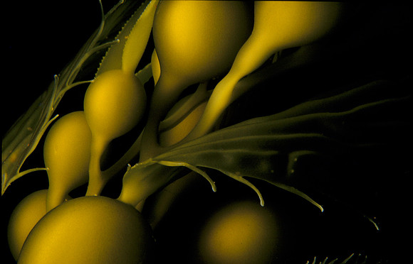 Kelp