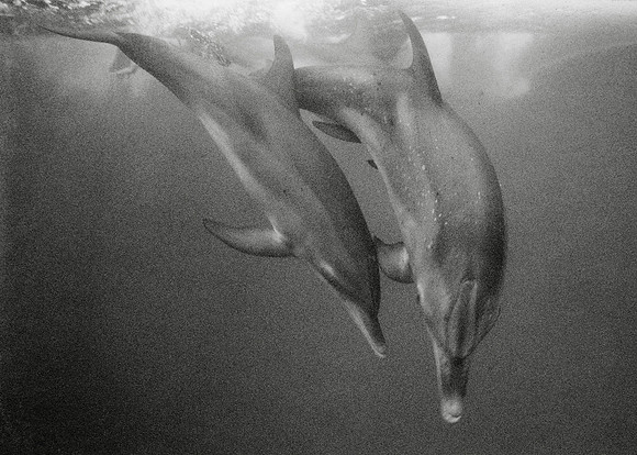 Atlantic Spotted Dolphins