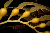 Kelp