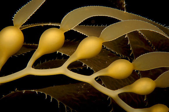 Kelp