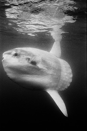 Mola mola (ocean sunfish)