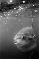 Mola mola (ocean sunfish)